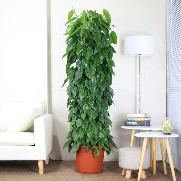 ��Ҷ��Ҷ�ӷ�����Ҷ��ô�� ��������Ҷ����Ҷ�Ľ���취