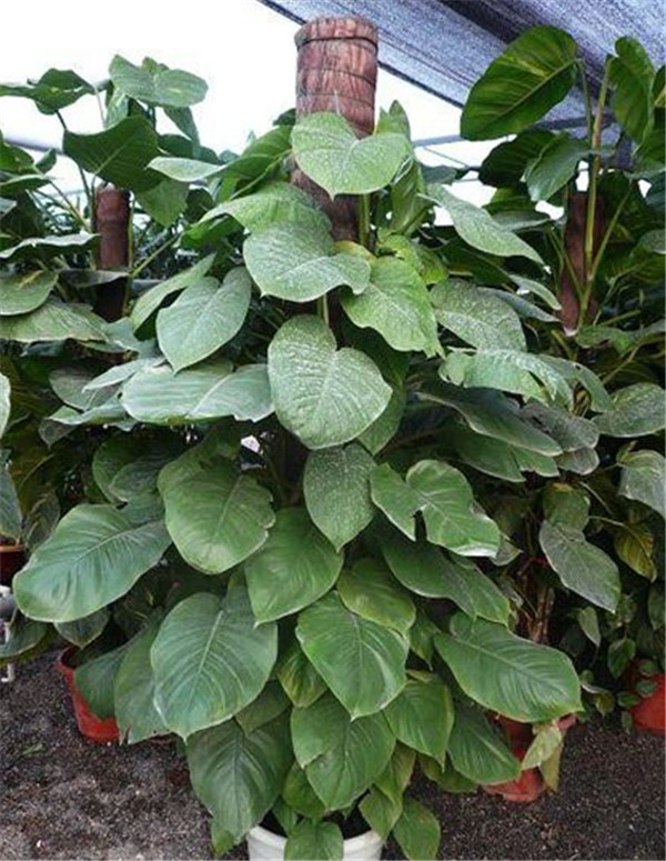 ��Ҷ��Ҷ�ӷ�����Ҷ��ô�� ��������Ҷ����Ҷ�Ľ���취