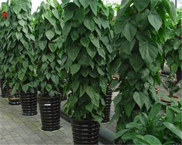 ��Ҷ��Ҷ�ӷ�����Ҷ��ô�� ��������Ҷ����Ҷ�Ľ���취