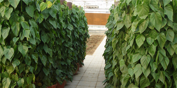 心叶藤怎么施肥 正确的施肥方法会让心叶藤生长的更旺盛哦