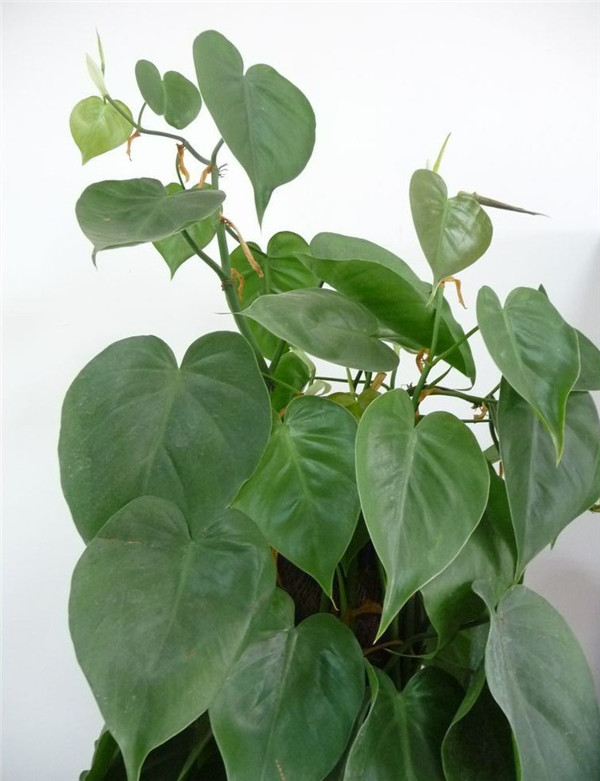 心叶藤怎么施肥 正确的施肥方法会让心叶藤生长的更旺盛哦