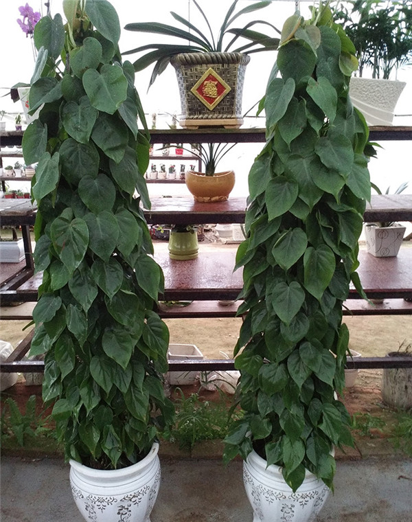 心叶藤怎么施肥 正确的施肥方法会让心叶藤生长的更旺盛哦