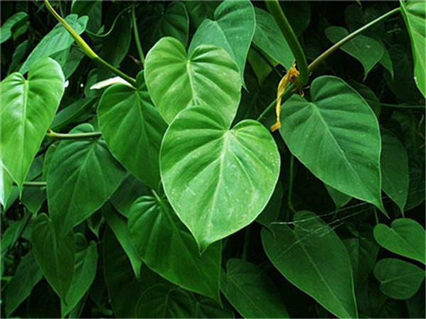 心叶藤怎么施肥 正确的施肥方法会让心叶藤生长的更旺盛哦