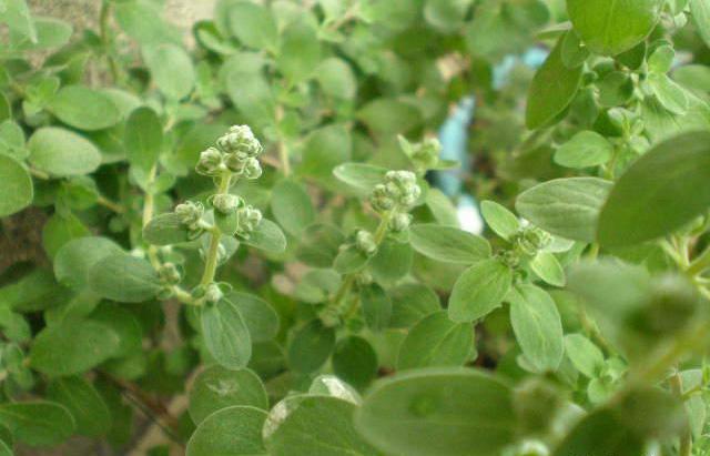 马约兰能吃吗有什么好处 马约兰的功效和作用介绍