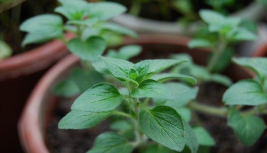 马约兰能吃吗有什么好处 马约兰的功效和作用介绍