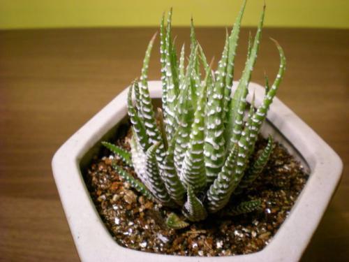 条纹十二卷叶子发黄怎么办 条纹十二卷叶子发黄这么挽救就好