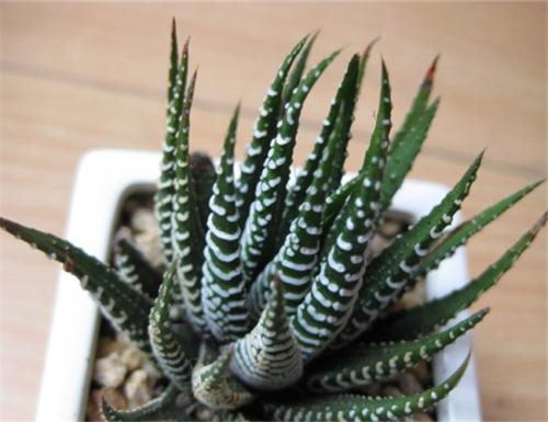 条纹十二卷叶子发黄怎么办 条纹十二卷叶子发黄这么挽救就好