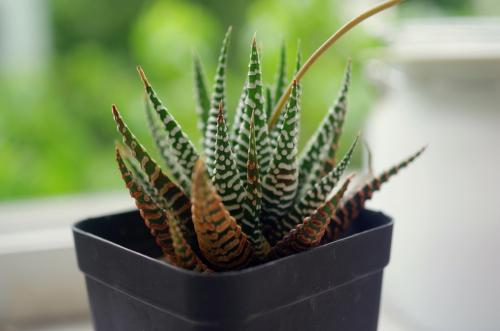 条纹十二卷叶子发黄怎么办 条纹十二卷叶子发黄这么挽救就好