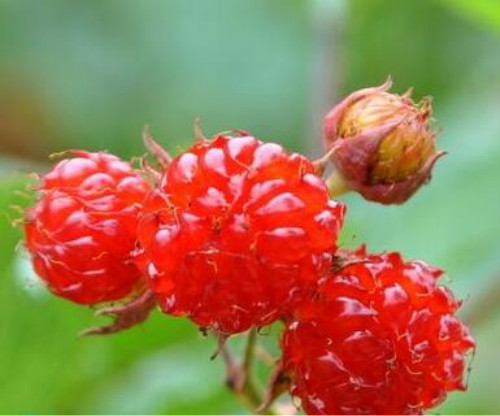 覆盆子泡水喝的功效与禁忌 没想到覆盆子还有这么多好处