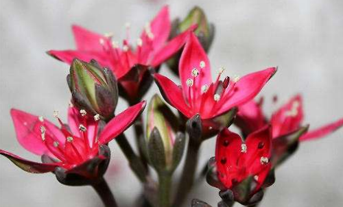 美丽莲多肉怎么繁殖 美丽莲的繁殖方法主要有这三种哦