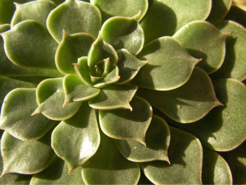 美丽莲多肉怎么繁殖 美丽莲的繁殖方法主要有这三种哦