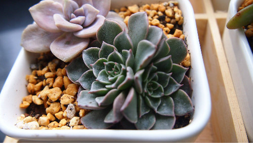 美丽莲多肉怎么繁殖 美丽莲的繁殖方法主要有这三种哦