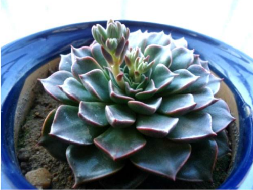 美丽莲多肉怎么繁殖 美丽莲的繁殖方法主要有这三种哦