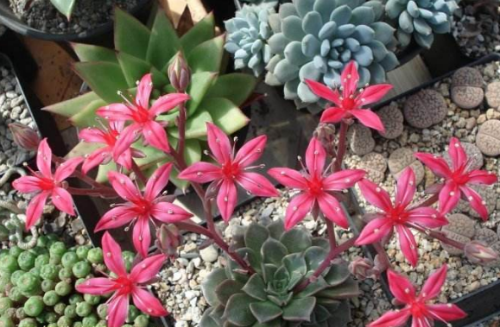 美丽莲多肉怎么繁殖 美丽莲的繁殖方法主要有这三种哦