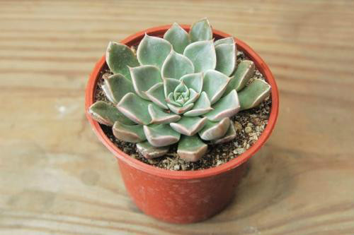 多肉美丽莲怎么养 掌握这几个技巧教你养出漂亮的美丽莲