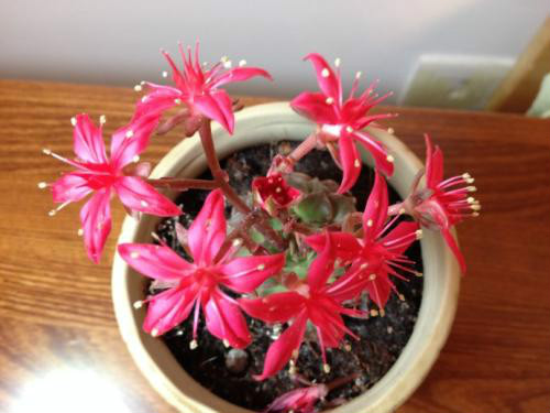 多肉美丽莲怎么养 掌握这几个技巧教你养出漂亮的美丽莲