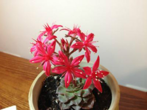 多肉美丽莲怎么养 掌握这几个技巧教你养出漂亮的美丽莲