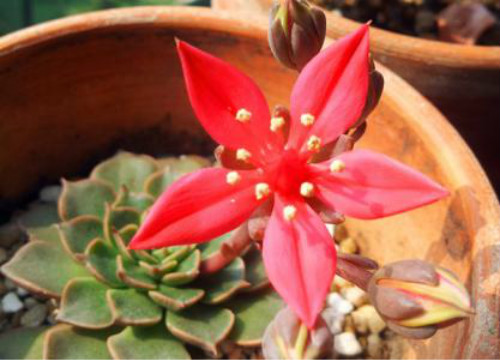 多肉美丽莲怎么养 掌握这几个技巧教你养出漂亮的美丽莲