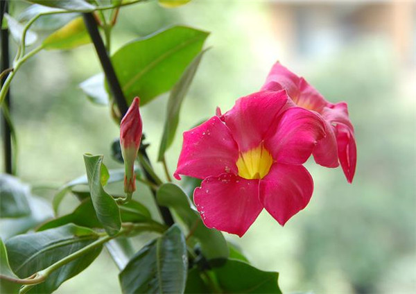 飘香藤叶子为什么发黄 飘香藤叶子发黄的挽救方法在这里