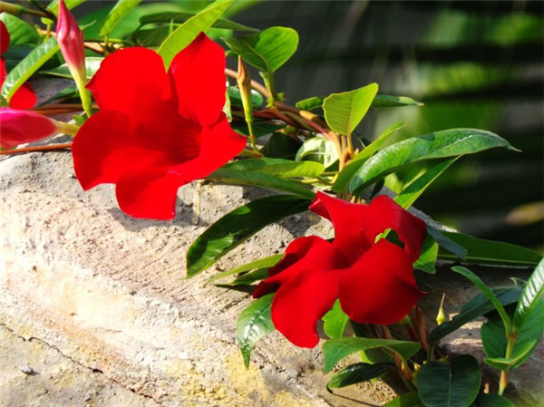 飘香藤叶子为什么发黄 飘香藤叶子发黄的挽救方法在这里