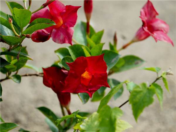 飘香藤叶子为什么发黄 飘香藤叶子发黄的挽救方法在这里