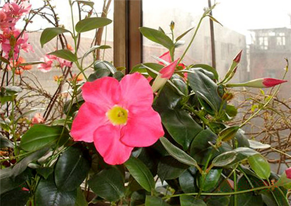 飘香藤叶子为什么发黄 飘香藤叶子发黄的挽救方法在这里