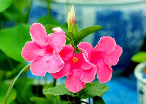 飘香藤叶子为什么发黄 飘香藤叶子发黄的挽救方法在这里