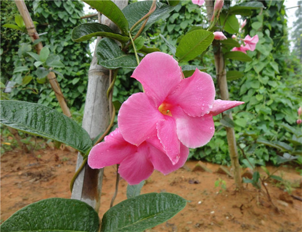 飘香藤叶子为什么发黄 飘香藤叶子发黄的挽救方法在这里