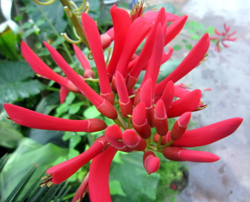 龙牙花怎么养开花多 龙牙花这样养会长得更好哦