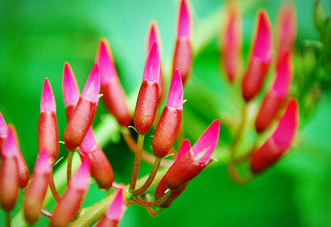 龙牙花怎么养开花多 龙牙花这样养会长得更好哦