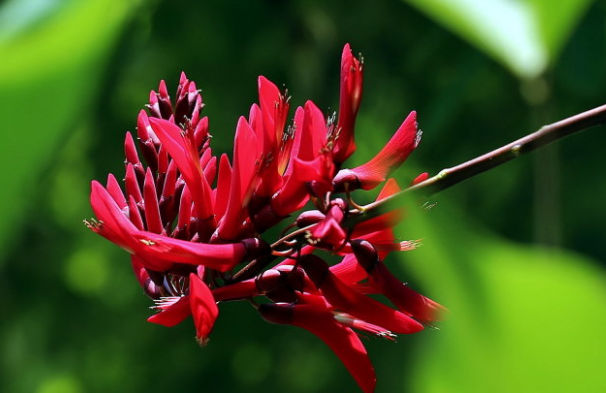 龙牙花怎么养开花多 龙牙花这样养会长得更好哦