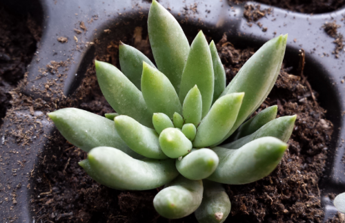 千佛手怎么爆盆 掌握这3点技巧千佛手会快速爆盆哦