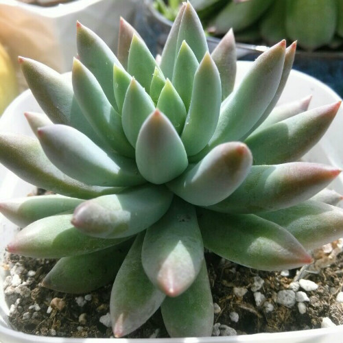 千佛手怎么爆盆 掌握这3点技巧千佛手会快速爆盆哦