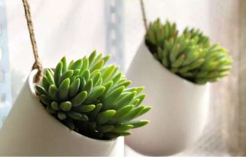 千佛手怎么爆盆 掌握这3点技巧千佛手会快速爆盆哦