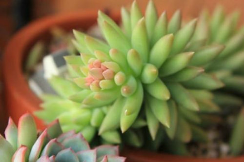 千佛手怎么爆盆 掌握这3点技巧千佛手会快速爆盆哦