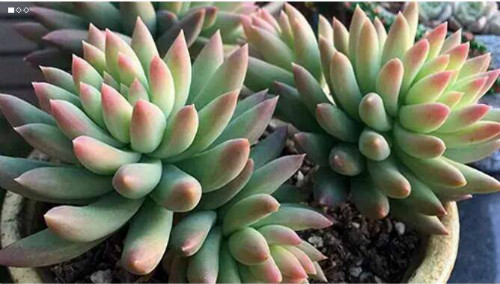 千佛手怎么爆盆 掌握这3点技巧千佛手会快速爆盆哦