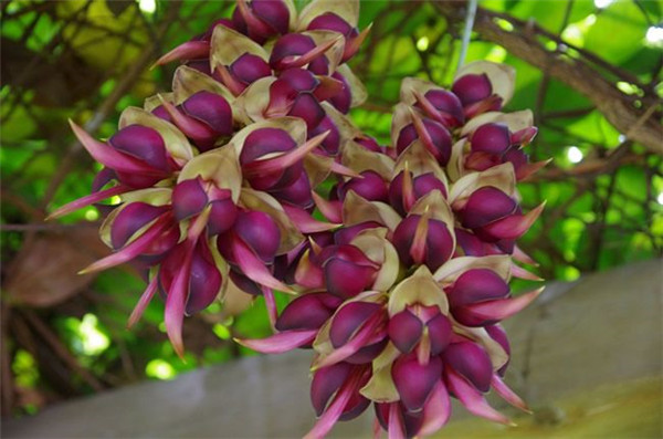 禾雀花好臭有毒吗 禾雀花到底可不可以在家中养殖呢