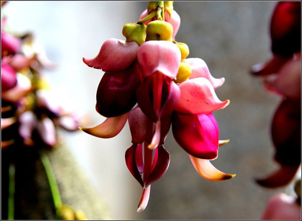 禾雀花好臭有毒吗 禾雀花到底可不可以在家中养殖呢