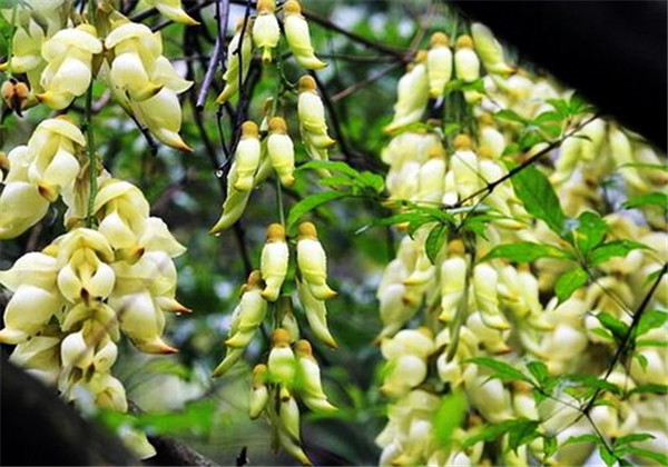 禾雀花好臭有毒吗 禾雀花到底可不可以在家中养殖呢