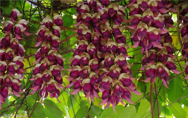 禾雀花好臭有毒吗 禾雀花到底可不可以在家中养殖呢