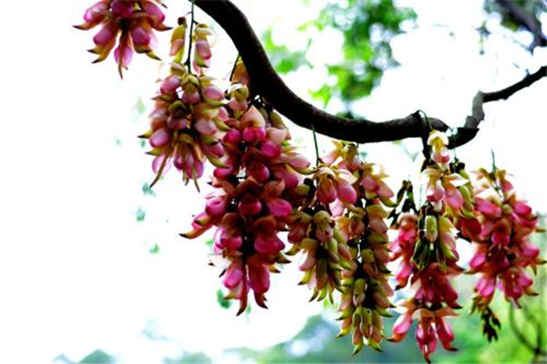 禾雀花好臭有毒吗 禾雀花到底可不可以在家中养殖呢