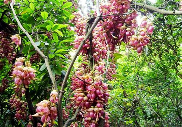 禾雀花什么时候开 禾雀花的这些功效与作用你都知道吗