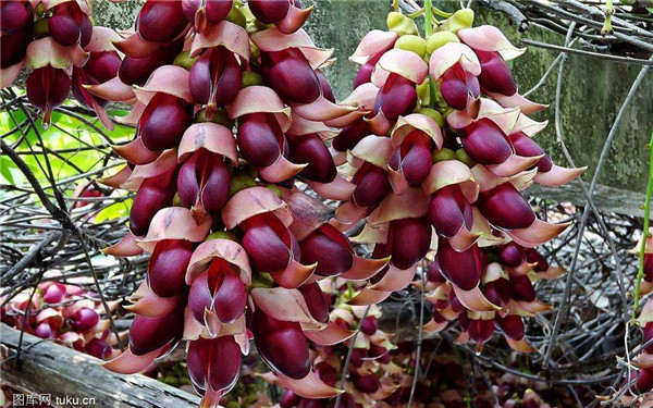 禾雀花什么时候开 禾雀花的这些功效与作用你都知道吗