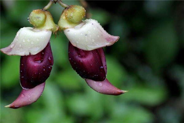 禾雀花什么时候开 禾雀花的这些功效与作用你都知道吗