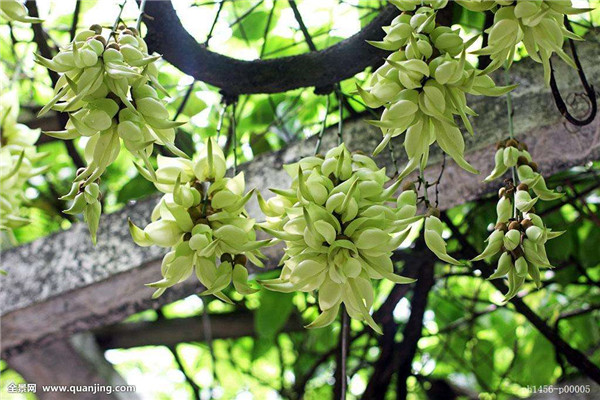 禾雀花什么时候开 禾雀花的这些功效与作用你都知道吗