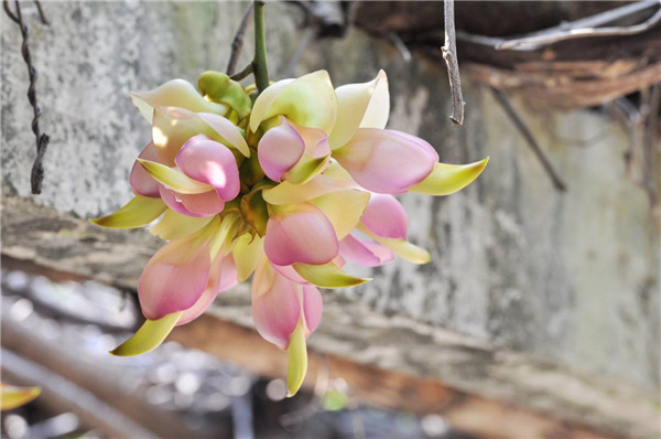 禾雀花什么时候开 禾雀花的这些功效与作用你都知道吗