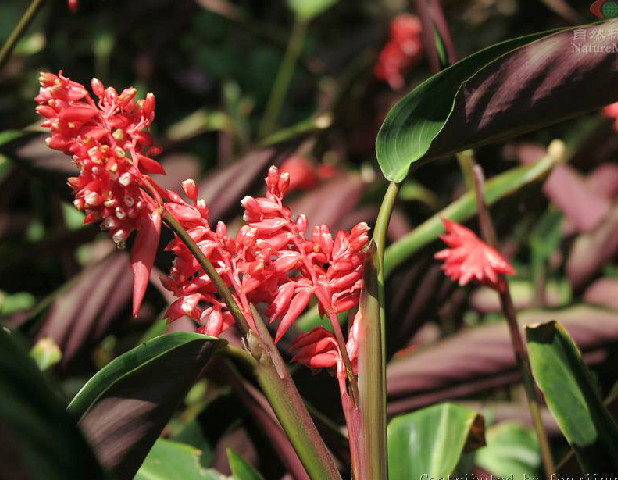 紫背竹芋的养殖方法和注意事项有哪些 紫背竹芋这么养一定好