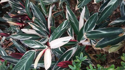 紫背竹芋的养殖方法和注意事项有哪些 紫背竹芋这么养一定好