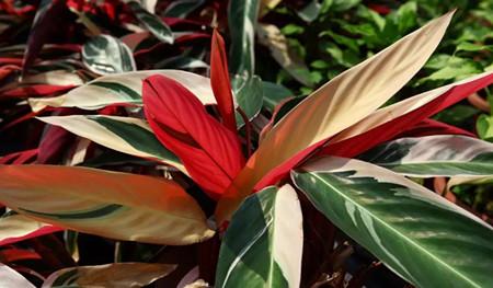 紫背竹芋常见的病虫害有哪些 紫背竹芋的这些防治方法你知道吗