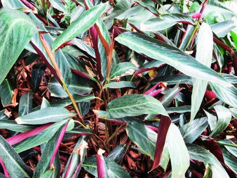 紫背竹芋常见的病虫害有哪些 紫背竹芋的这些防治方法你知道吗